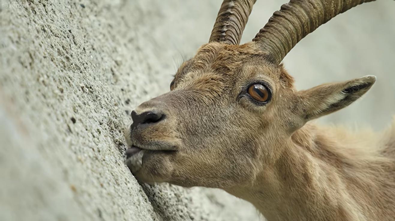 羱羊于岩壁上舔食盐碱（图片来源于网络）