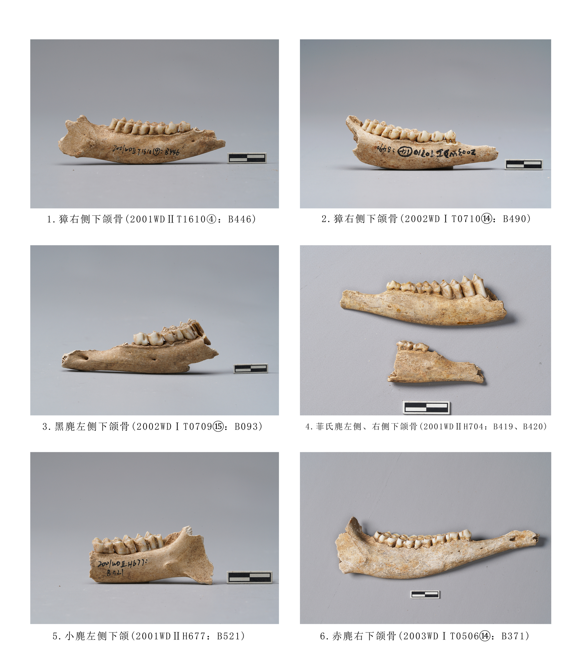 3.图版3  鹿科动物