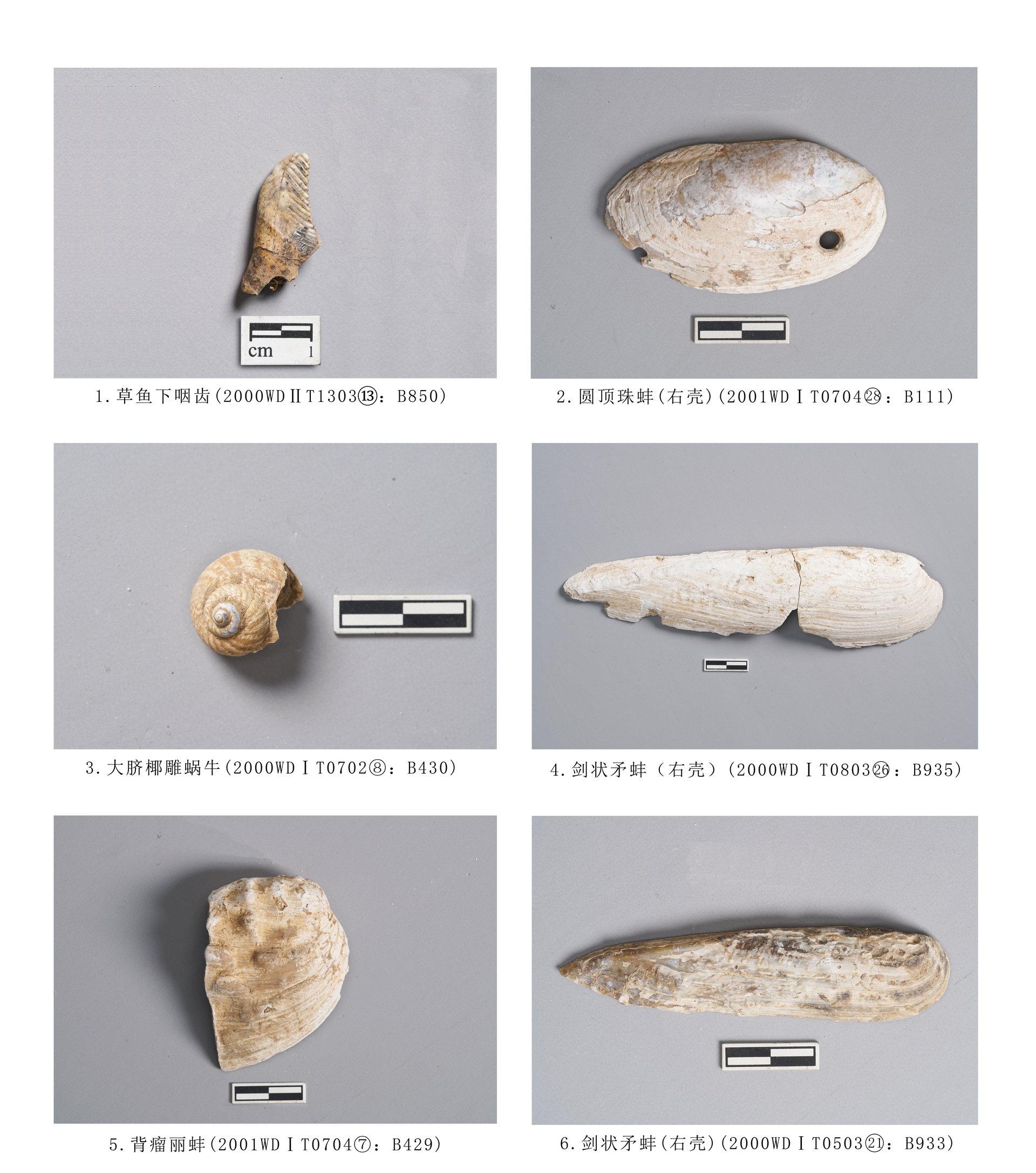 16.图版16  鱼类及软体动物