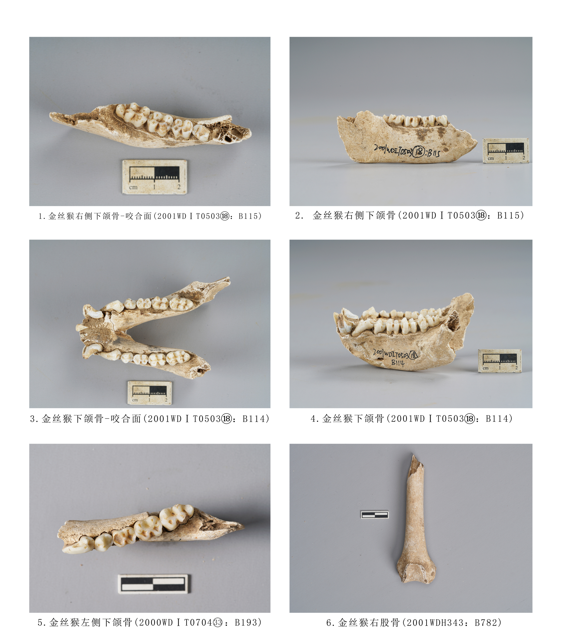 12.图版12  灵长目动物