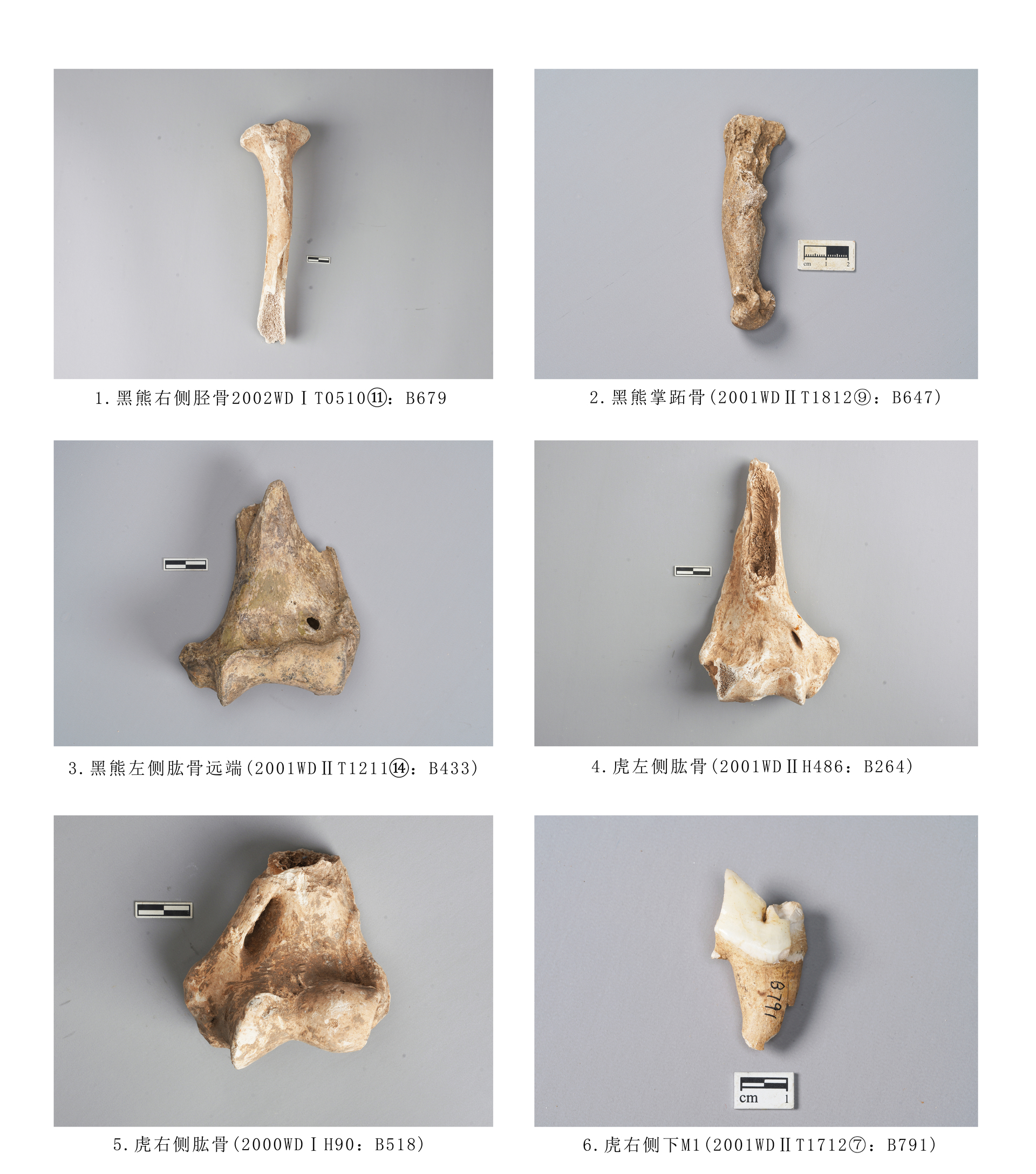 7.图版7  食肉目动物
