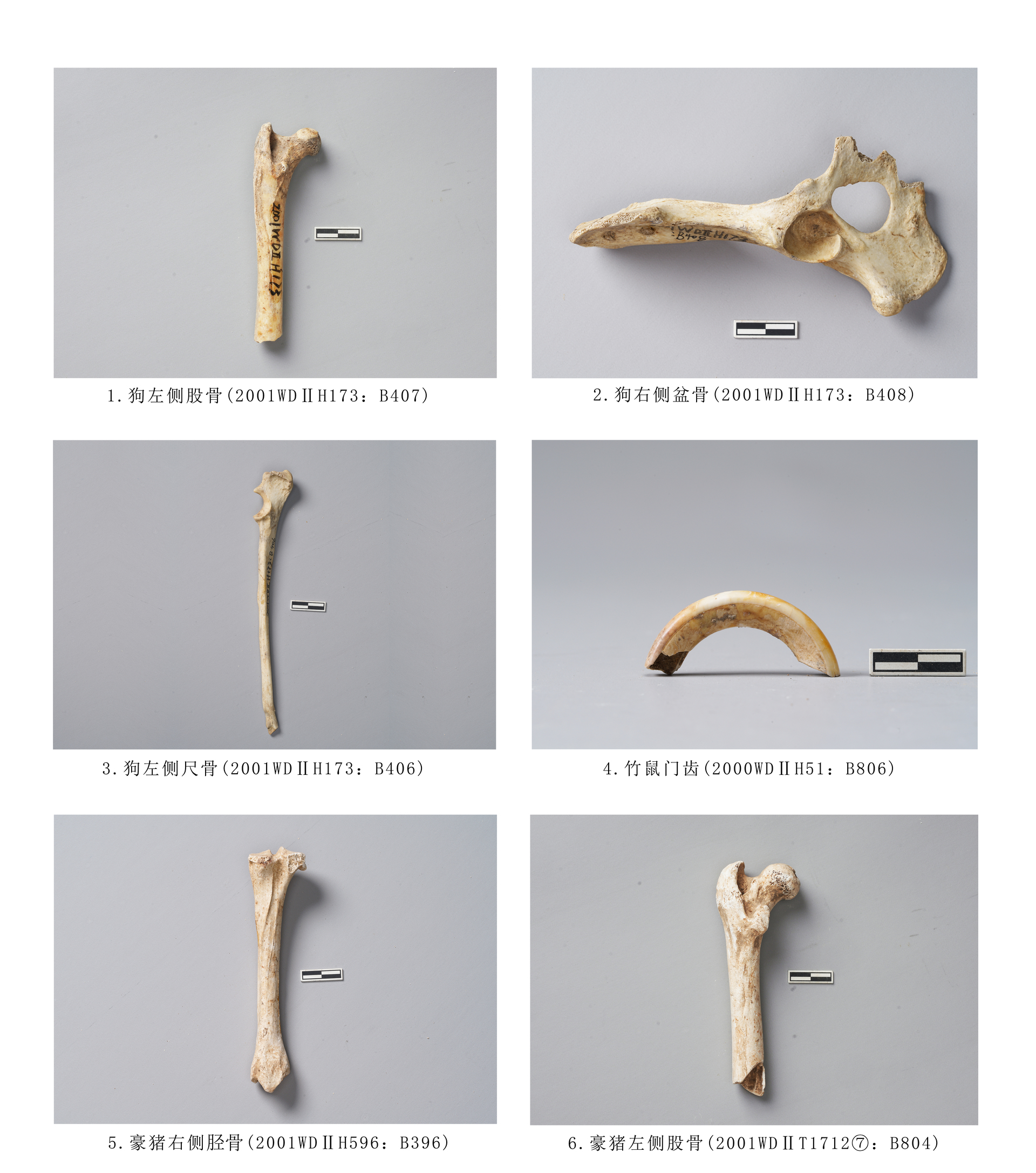 11.图版11  狗、啮齿目动物