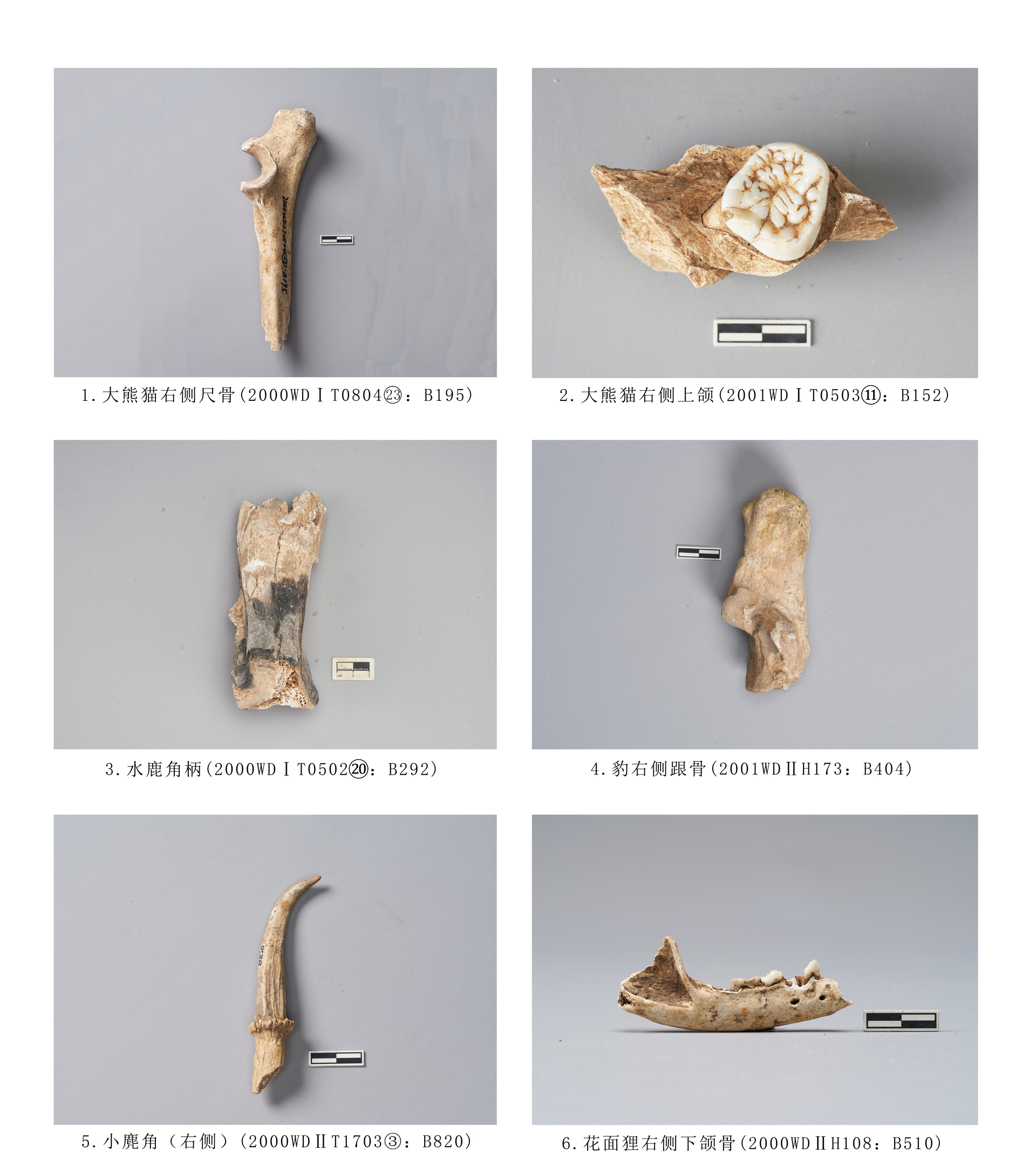 8.图版8  食肉目、灵猫科动物
