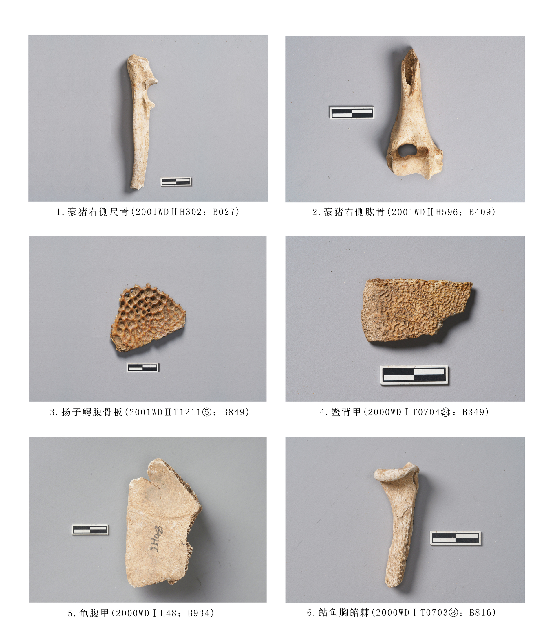 14.图版14  啮齿目、爬行动物及鱼类