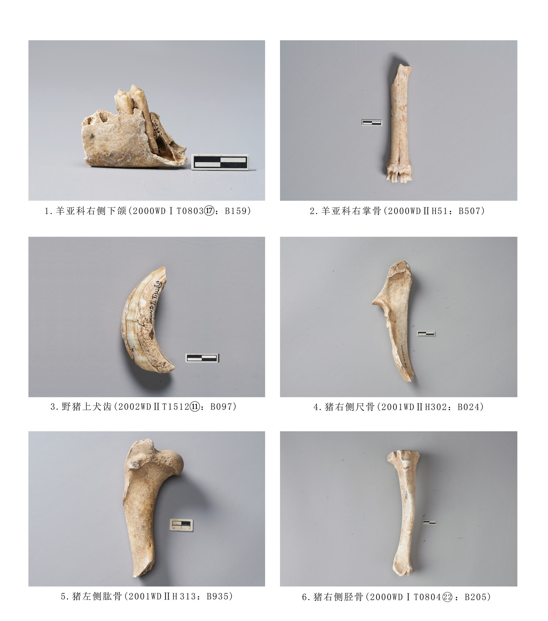 5.图版5  牛科、猪科动物