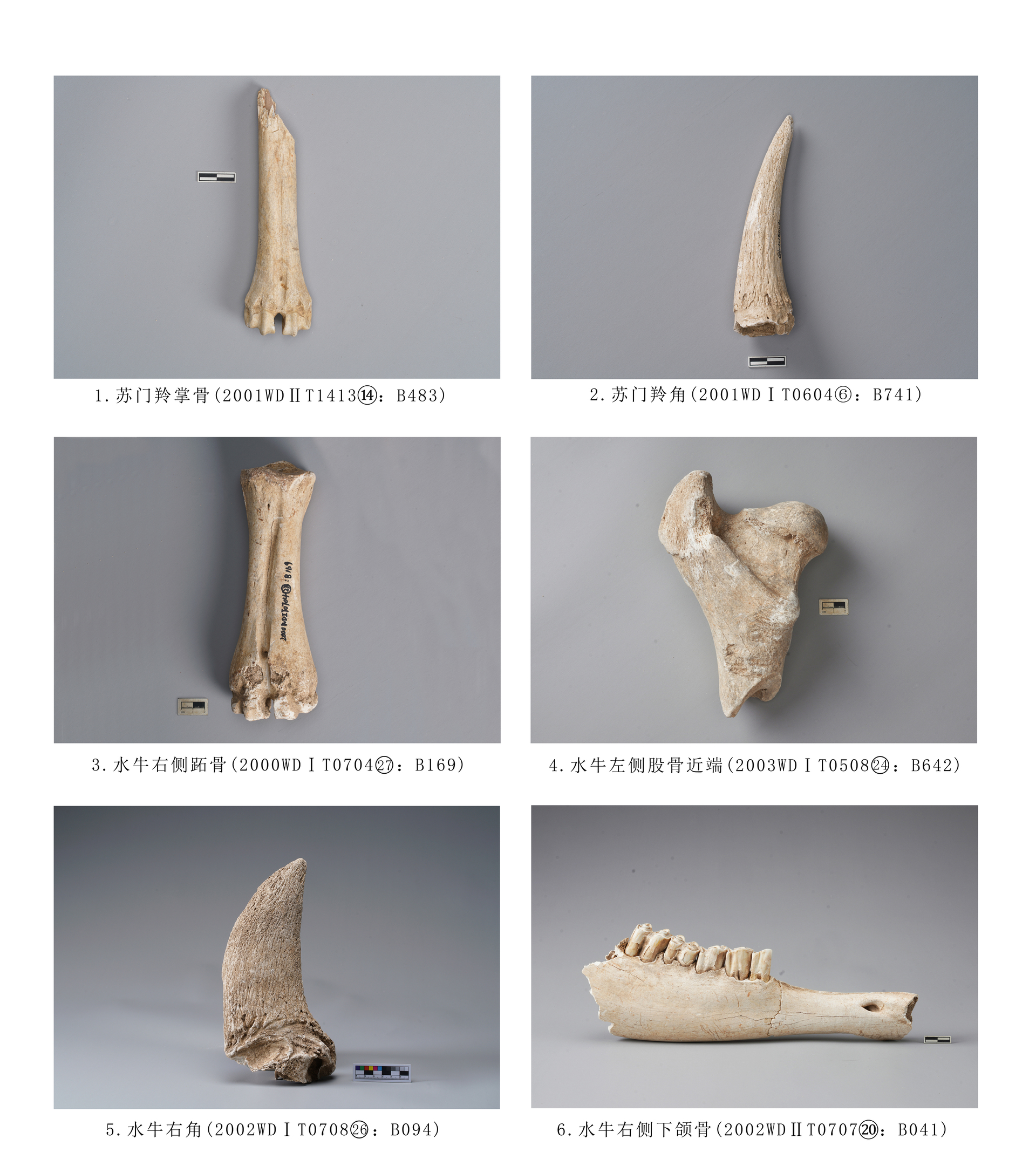 4.图版四4 牛科动物