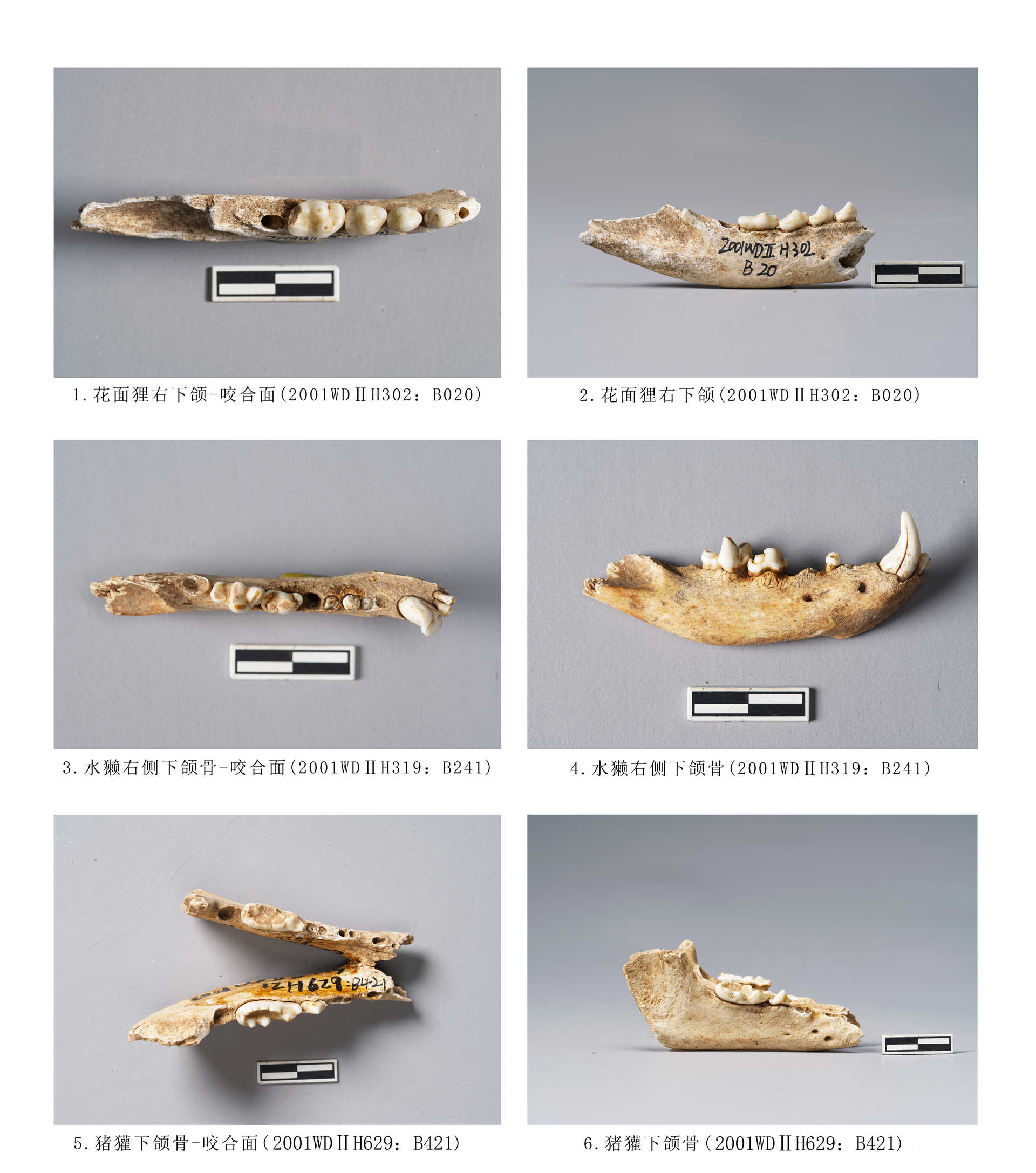 9.图版9  鼬科、灵猫科动物