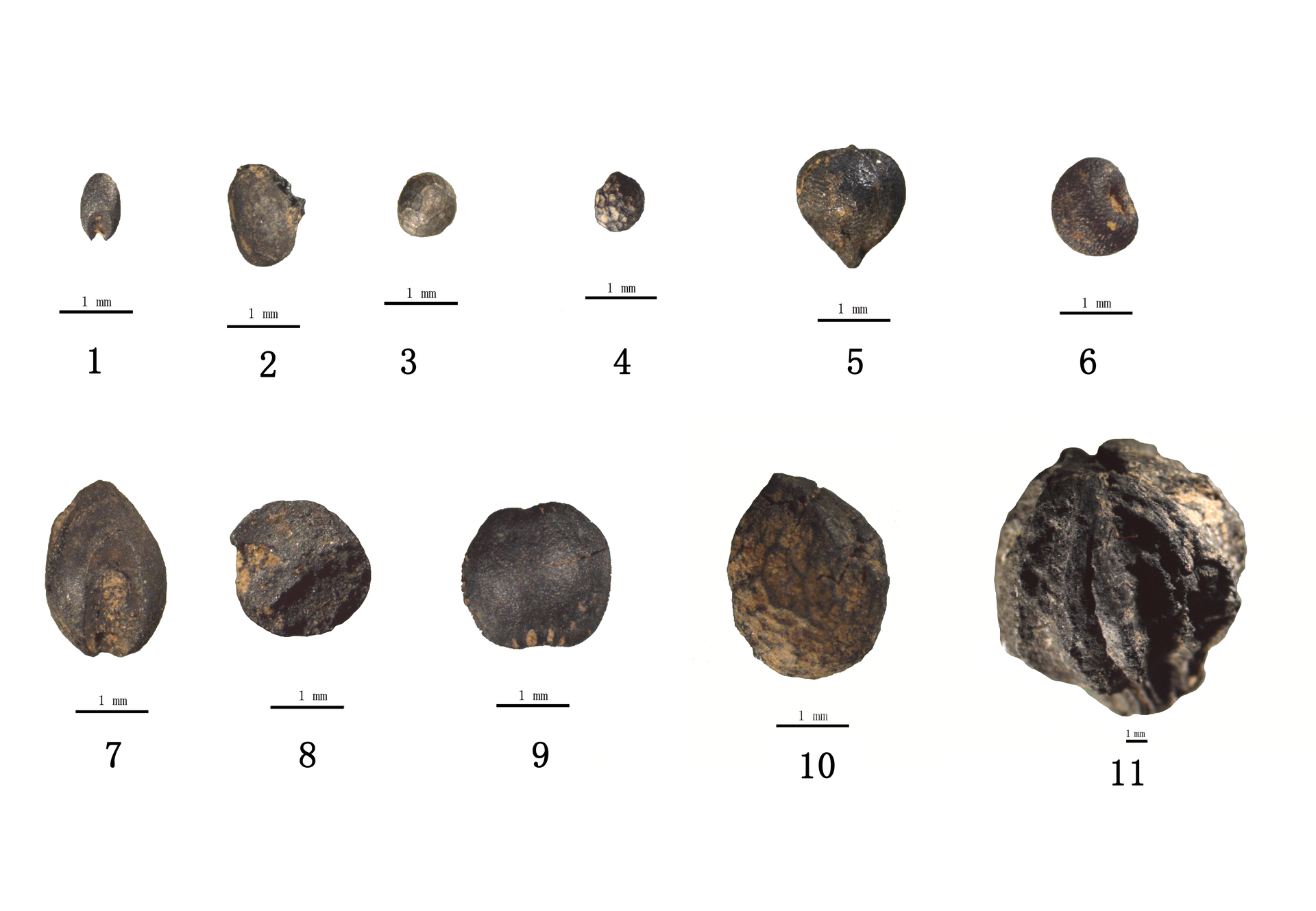 3.图3  龟陵城遗址出土部分炭化非农作物遗存