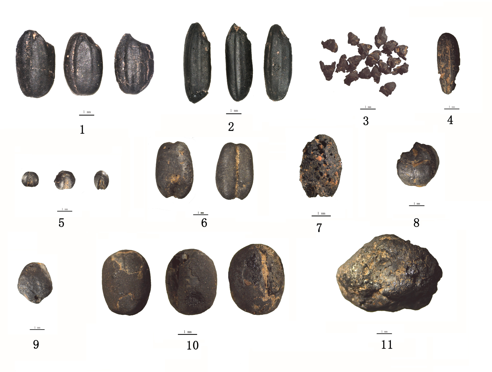 2.图2  龟陵城遗址出土部分炭化农作物遗存