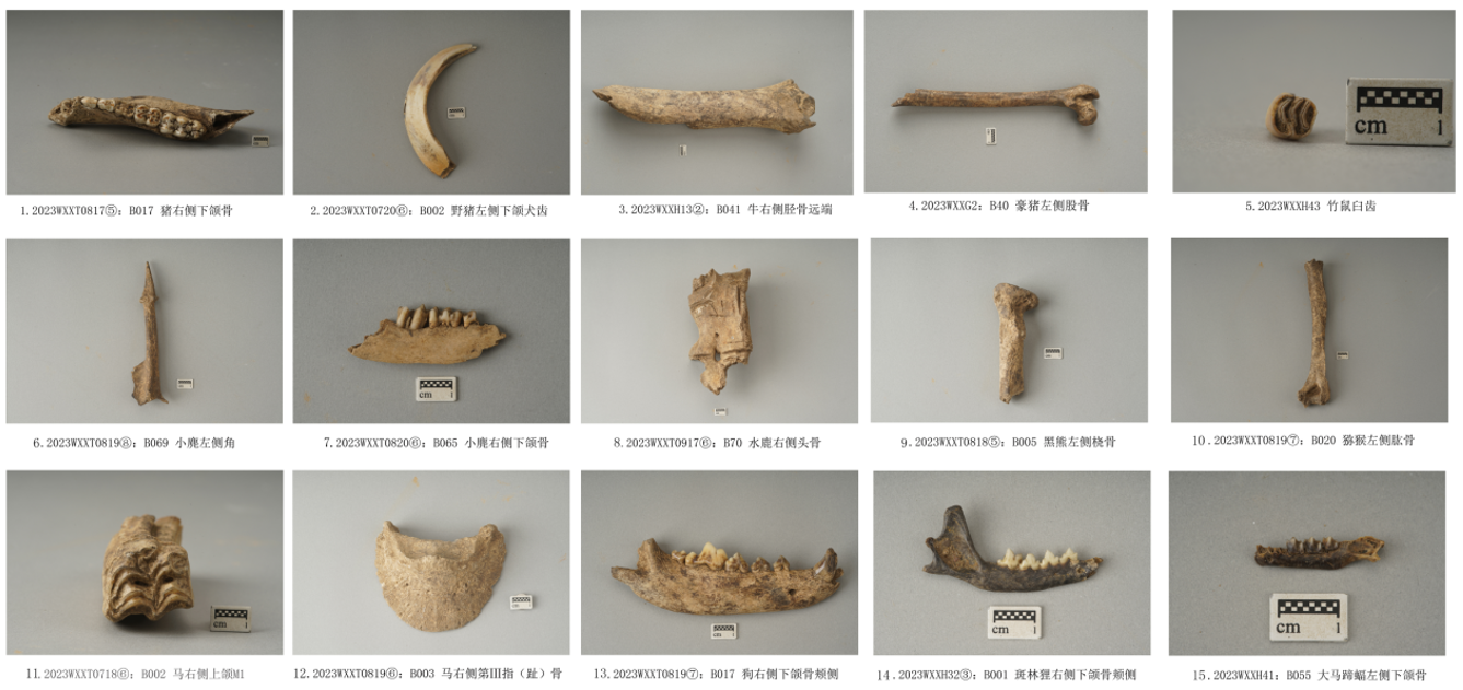 11.信号台遗址出土哺乳动物骨骼（李凤  供图）